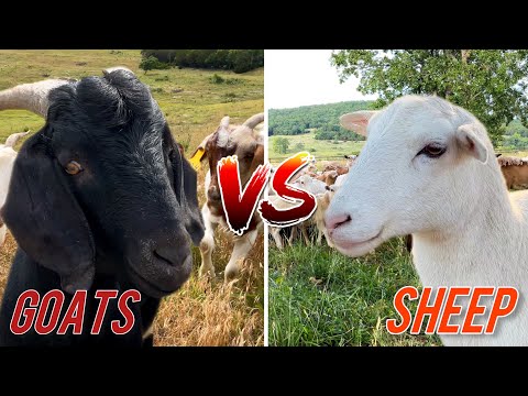 Sheep VS Goats | Which Is Better?