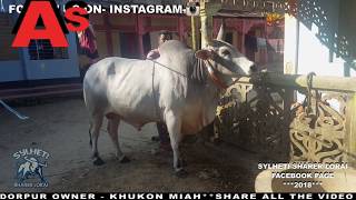 preview picture of video 'Fighter Bull Sylhet Saddam 1 & 2 Jagannathpur -Nuwagaw'