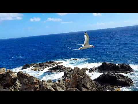 Red-billed Tropicbird flapping in flight, Montserrat