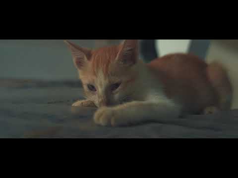 Kittykat | A film by Asaf
