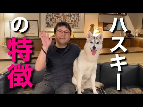 そり犬について詳しく解説