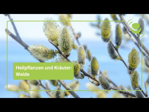 Weide – Alles, was du über ihre Wirkung wissen solltest.