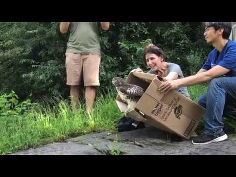 Georgia the red-tailed hawk goes free