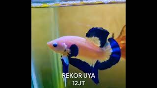 Download lagu STORY WA IKAN CUPANG MAHAL mp3