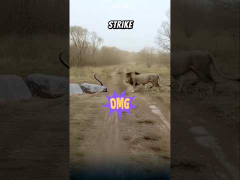 The lion attacks the king cobra. #lion #kingcobra #animals