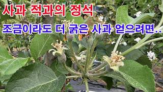 사과 적과의 정석. 조금이라도 더 굵은 사과 얻으려면...(적뢰, 적화 후 하는 적과의 핵심. 적과 시기, …