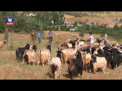 سەیری ڤیدیۆکە بکەن .. لەسنوری ئامێدی ژمارەیەکی زۆری هاووڵاتی دەستبەرداری بەخێوکردنی مەڕوماڵات بوون