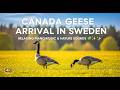 Canada Geese Arrival In Sweden Relaxing Piano Music Nature Sounds