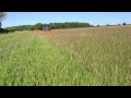 Weed Surfing Blackgrass