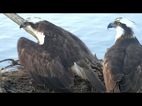 Roy le trae la cena a Landa