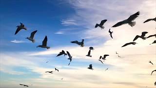 Telipo Telipo Naato.   Like subscribe and share