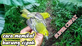 Download lagu Memikat Burung Cipoh Yang Susah Turun | Cipoh Gacor (Tutorial) mp3 Download lagu Memikat Burung Cipoh Yang Susah Turun | Cipoh Gacor (Tutorial) mp3