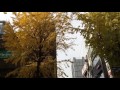 Gingko leaves dancing - Yulistin Ishak Gingko leaves dancing