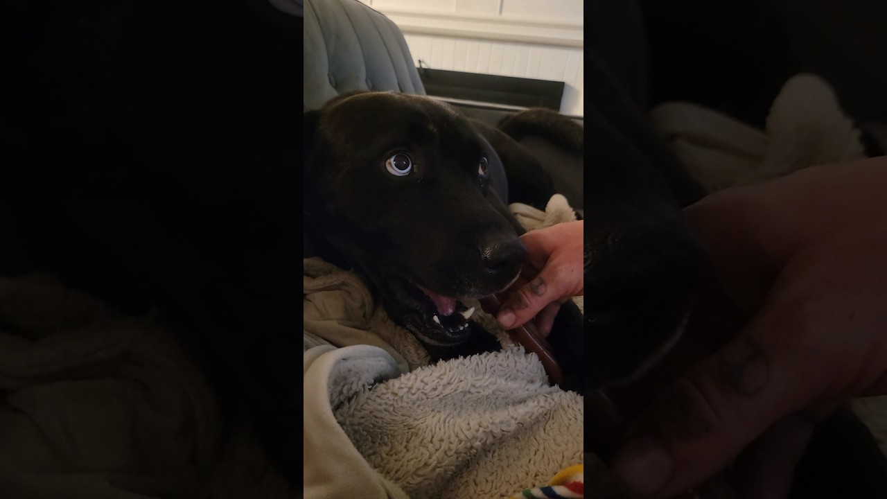 😍100%ドン☆ルーファス🥰かわいすぎて胸がいたい❗天使！！