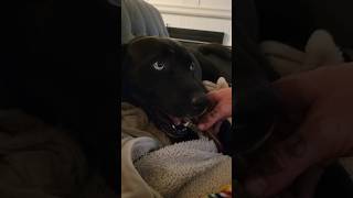 😍100%ドン☆ルーファス🥰かわいすぎて胸がいたい❗天使！！