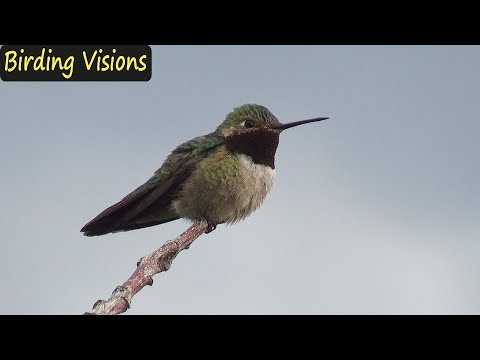 Broad-tailed Hummingbird - Birds of Colorado Rocky Mountains