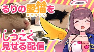 🔴【Vtuber生放送】るりの愛猫を『しつこく』見せる配信【雑談】