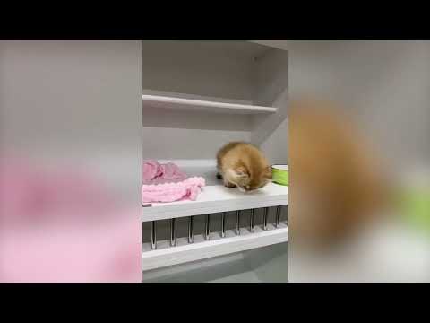 Collection of Cute Cats in 2026 Part 6 🐱