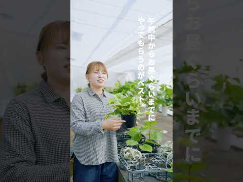 植物を霜から守るにはどうすればよいですか？安全に保つためのヒントとコツ！  庭園