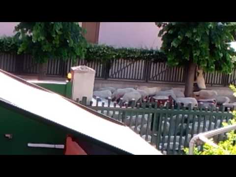 Marcianise: pecore al pascolo in città!