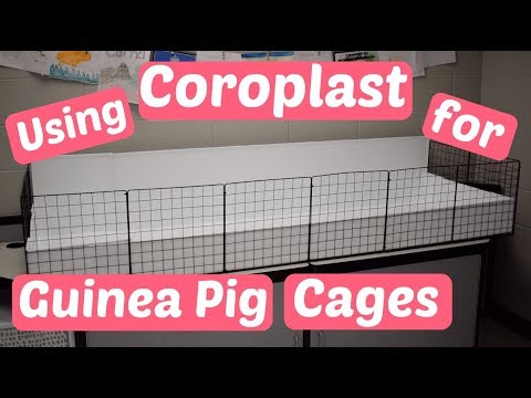 download lagu mp3 mp4 Guinea Pig Chopping Board, download lagu Guinea Pig Chopping Board gratis, unduh video klip Guinea Pig Chopping Board