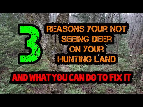 3 reasons your not seeing deer on your land, and what you can do to fix it.