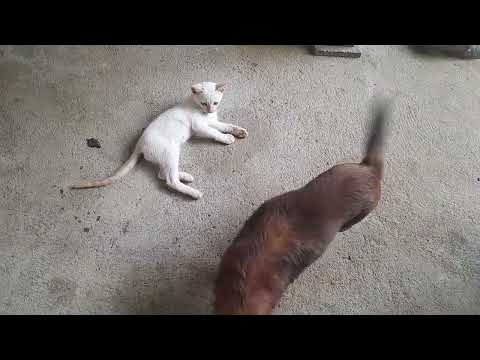 Meus pets, Cristal e Mingau/Veja que fofinhos. 