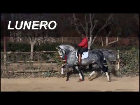 LUNERO - 17.2H P.R.E. Stallion in Spain FEI Potential  SOLD
