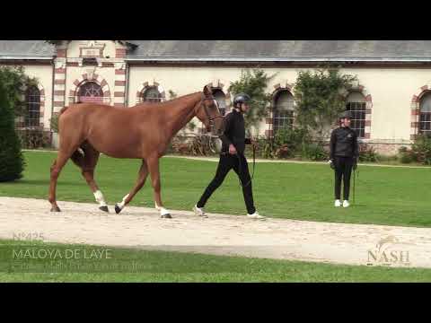 MALOYA DE LAYE