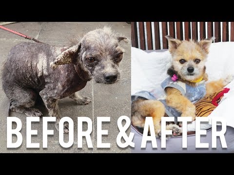 獣医は彼を諦めたが 私は諦めなかった (The vet gave up on him , but I didn't)