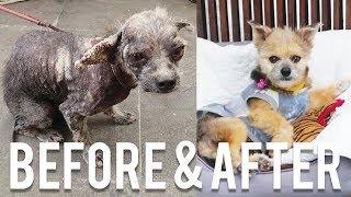 THE VET GAVE UP ON HIM, BUT I DIDN’T