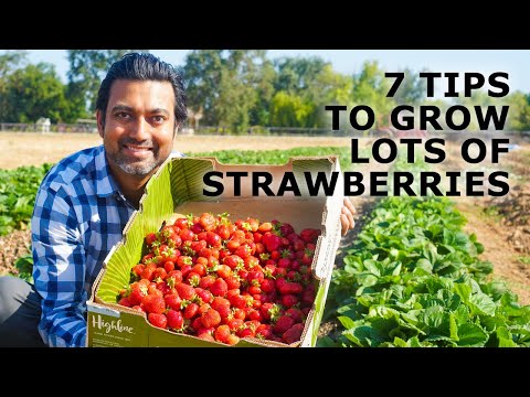 7 Tips to Grow a Lot of Strawberries