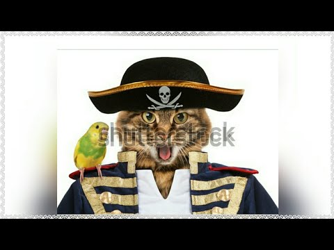 Cat Fighting With Parrot |Cat and Parrot| Rabii Awan