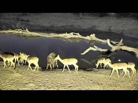 Djuma: Nyala bull and Impala herd at dusk - 18:19 - 10/01/18