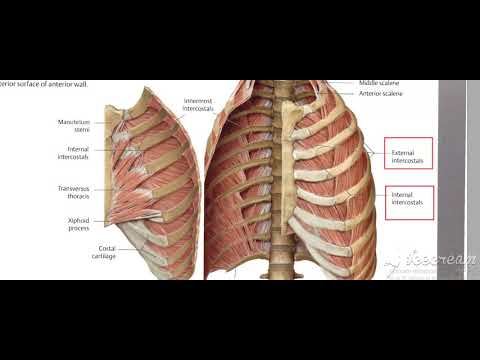 Thoracic cage