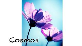 Cosmos / Mio + Ken 【Prod. Dear Leon】