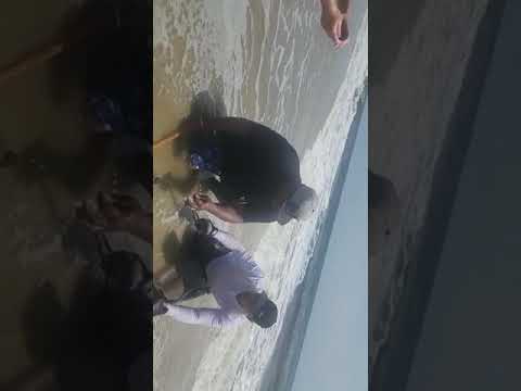 Another shark in longisland New York