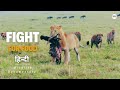 Fight For Food हिन्दी डॉक्यूमेंट्री Wildlife Documentary In Hi