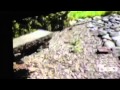 AFV Bird