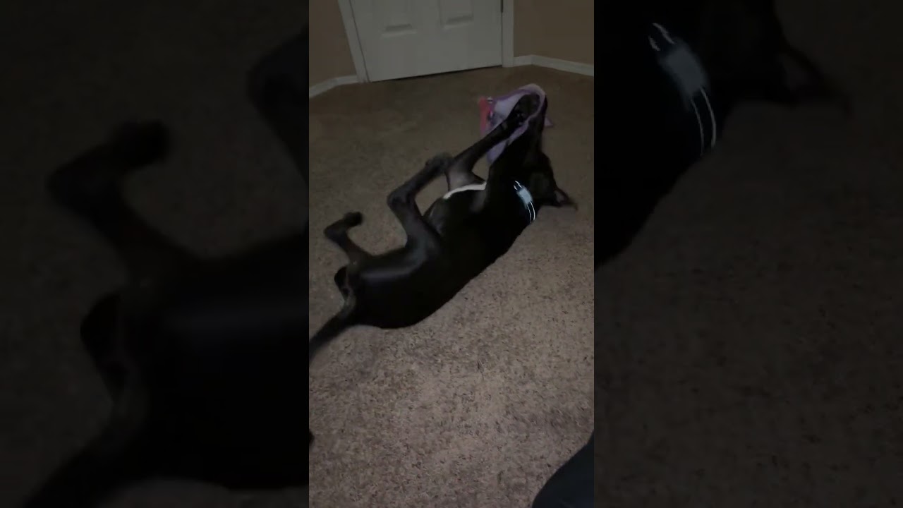 Enlarge Winx, a ADOPTABLE mixed breed in Gilbert, AZ video 5/6