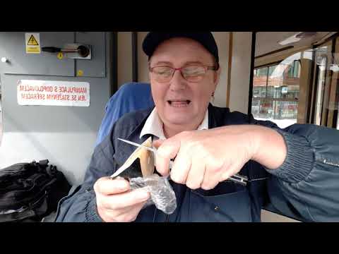 Kozí sejra na Radlické