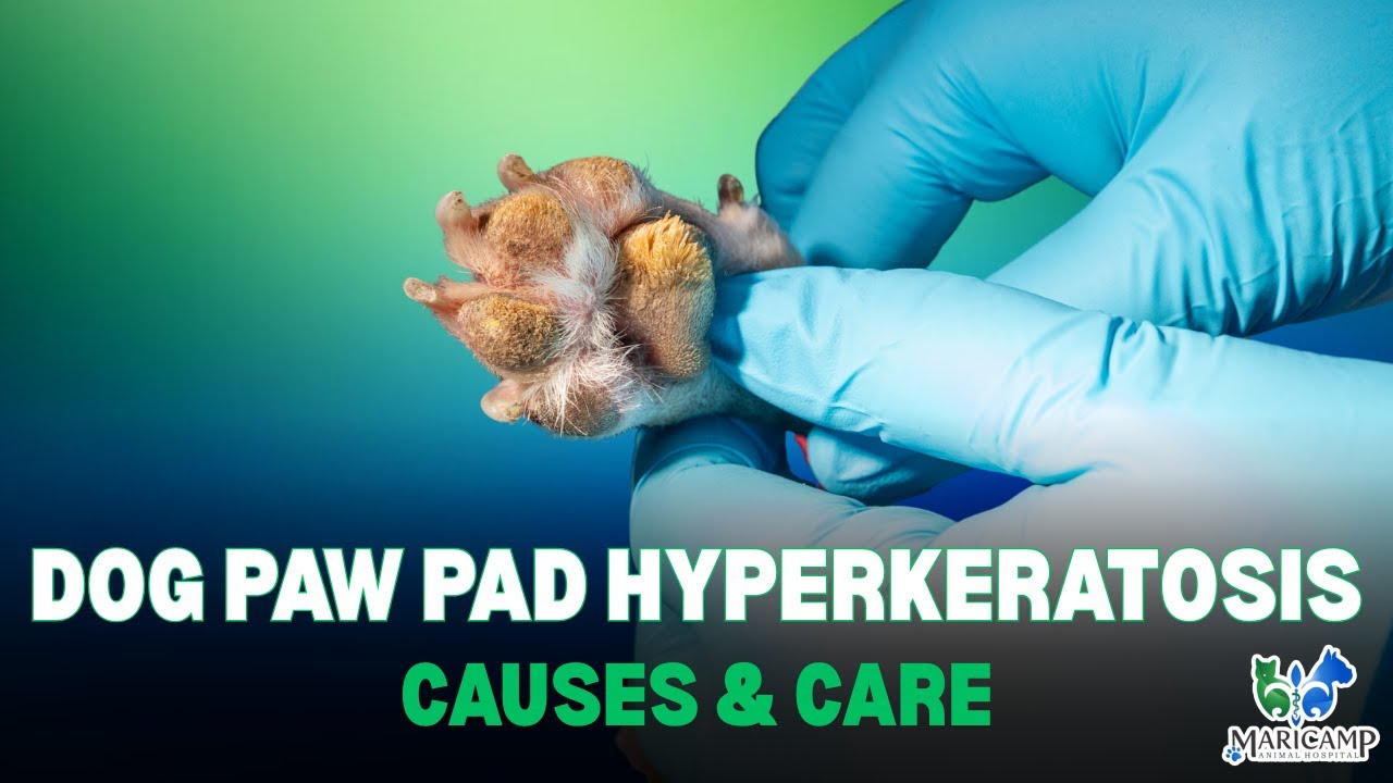 Dog Paw Pad Hyperkeratosis | Causes, Risks, and Care Tips