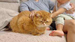 How a Brother Cat Knows to Cheer Up a 2-Year-Old