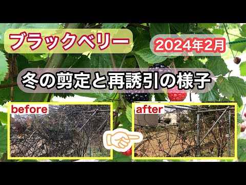 ラズベリーの茂みを剪定する時期と最善の方法は？ 2023 年の冬に実践すべきすべての正しい行動  庭園