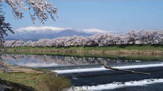 preview picture of video '白石川堤一目千本桜 Shiroishi River and 1000 Cherry Trees at a Glance(Shot on RED ONE)'