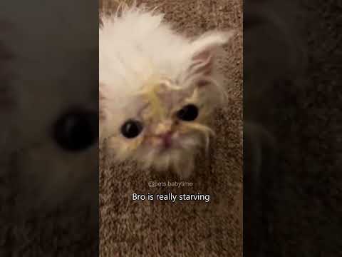 #dog #funnydog #dogs