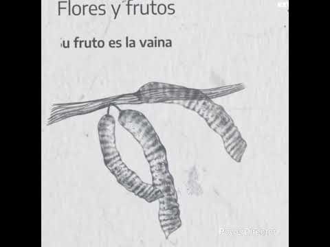 El algarrobo (flora autóctona) 🌳norte Argentina🌿