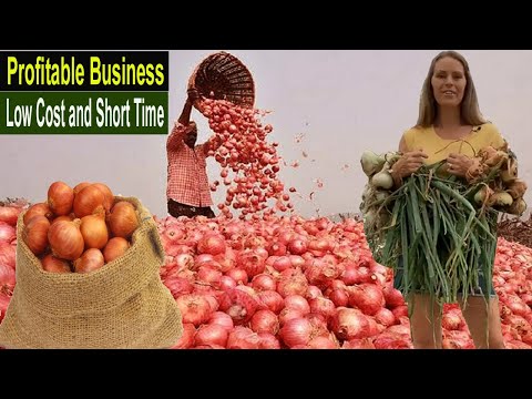 , title : 'How to Start Business Onion Cultivation - How to Grow Onions Easily - Onion Farming Business Plan'