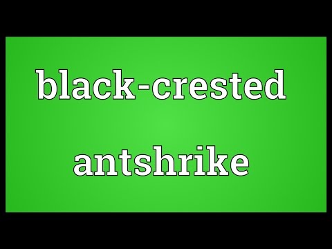 Black-crested antshrike Meaning