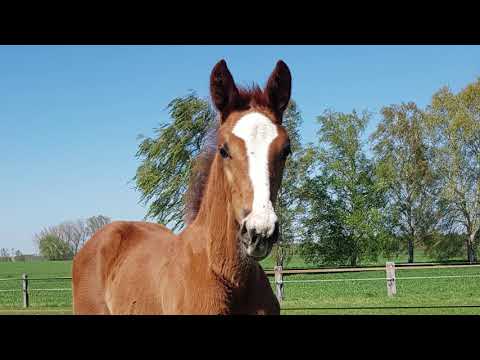 Hengstfohlen von Chacfly PS x Balou du Rouet